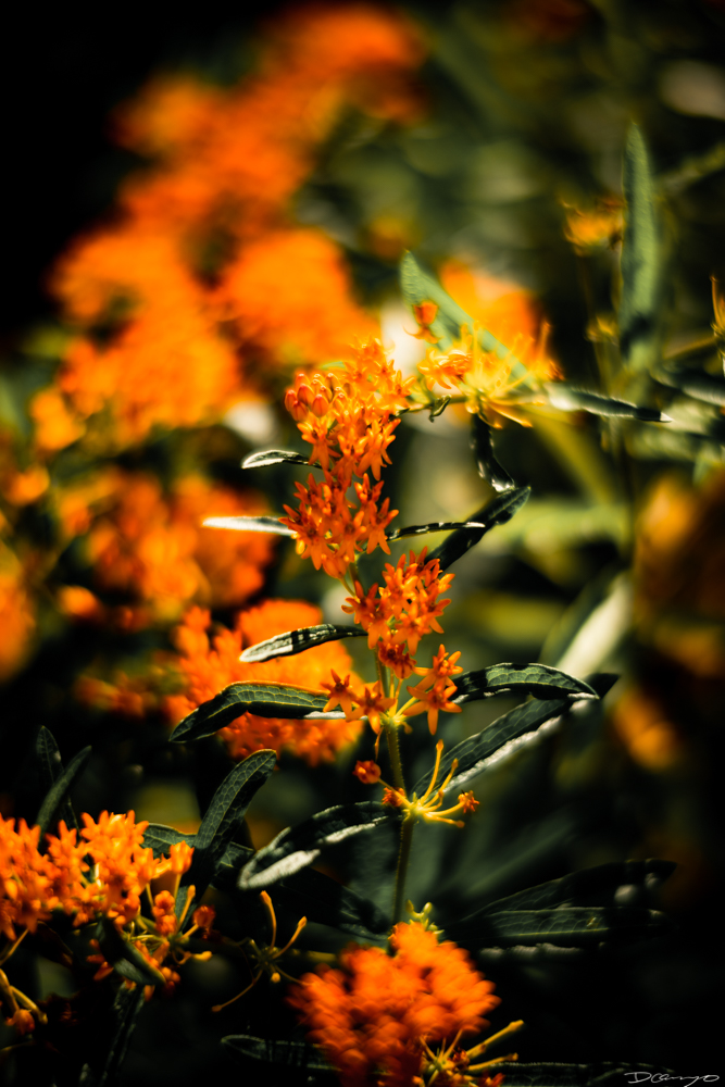 Photos of flowers, focaccia, fun Lucky Charms, and pretty Berkeley neighborhood sights.